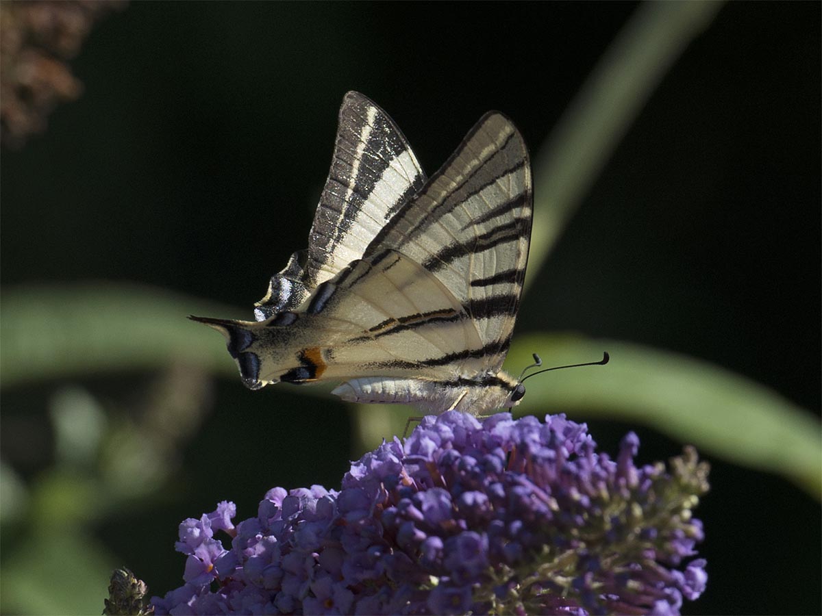 Iphiclides podalirius